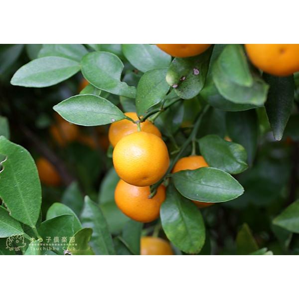 珍種 『 橘 （たちばな） 』 柑橘 接ぎ木 15cmポット苗 : 花と緑の専門