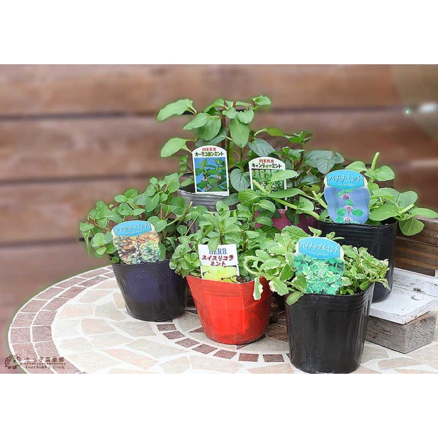 ミント 9cmポット苗 お任せ2品種セット : 花と緑の専門店 土っ子倶楽部