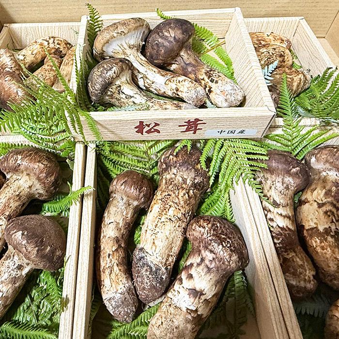 中国産 松茸（まつたけ）つぼみ 3〜6本入り 約200g（籠） : 生鮮卸売