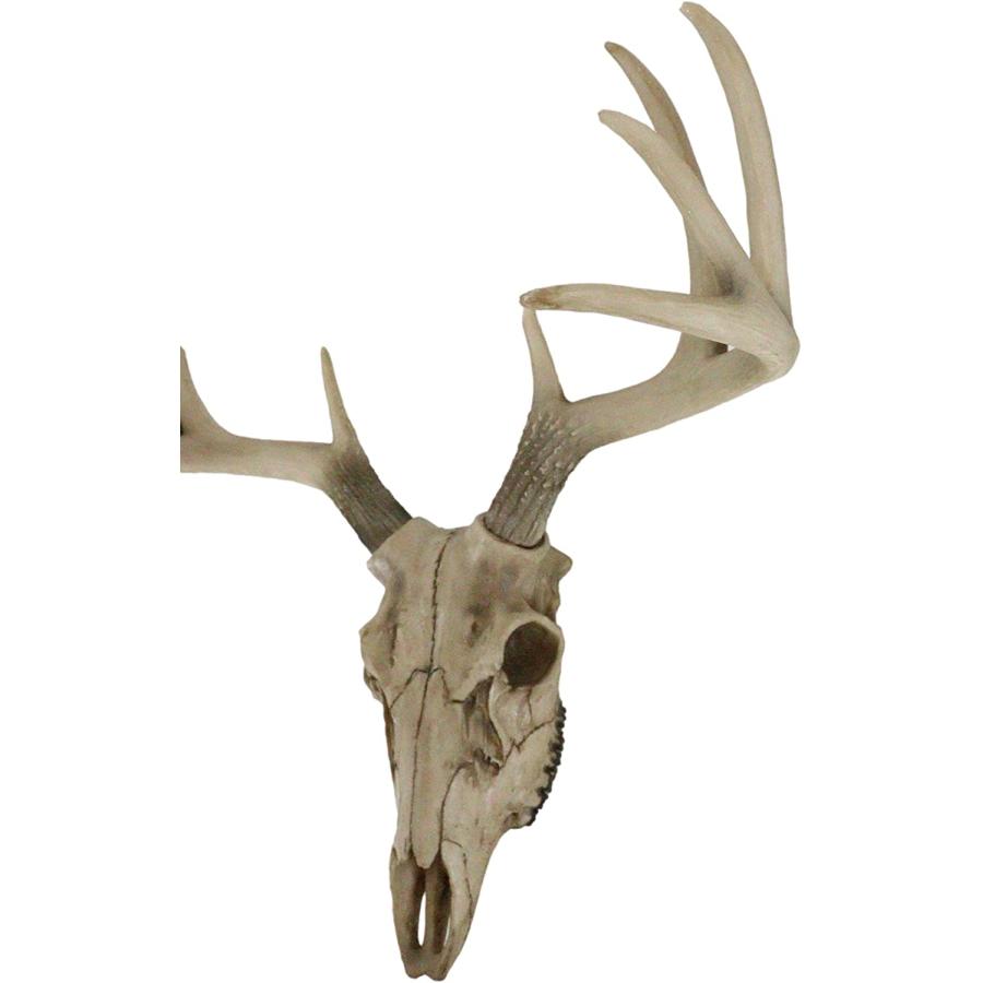 牡鹿スカル 雄鹿ハンティングトロフィー (トナカイ・アンテロ−ブ