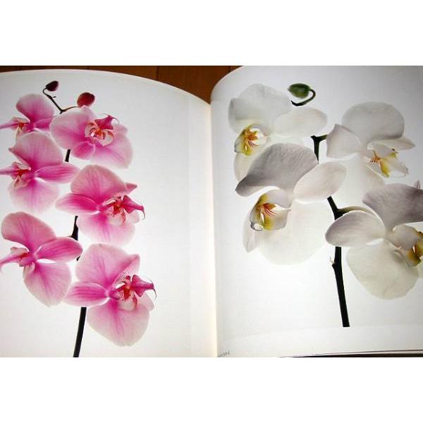 洋書写真集 フラワーズ/アービング・ペン/ FLOWERS/Irving Penn（輸入