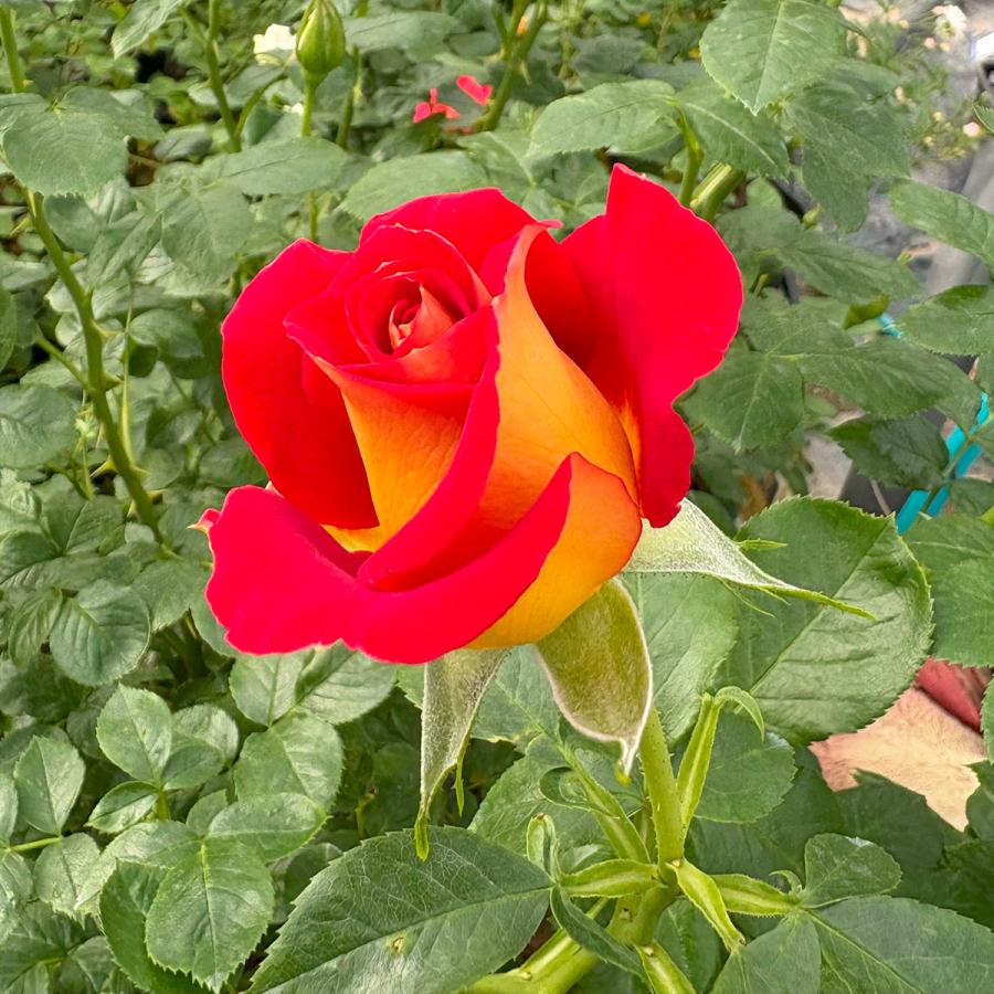 バラ苗 ケチャップ＆マスタード (大苗) フロリバンダ 四季咲き 中輪 複