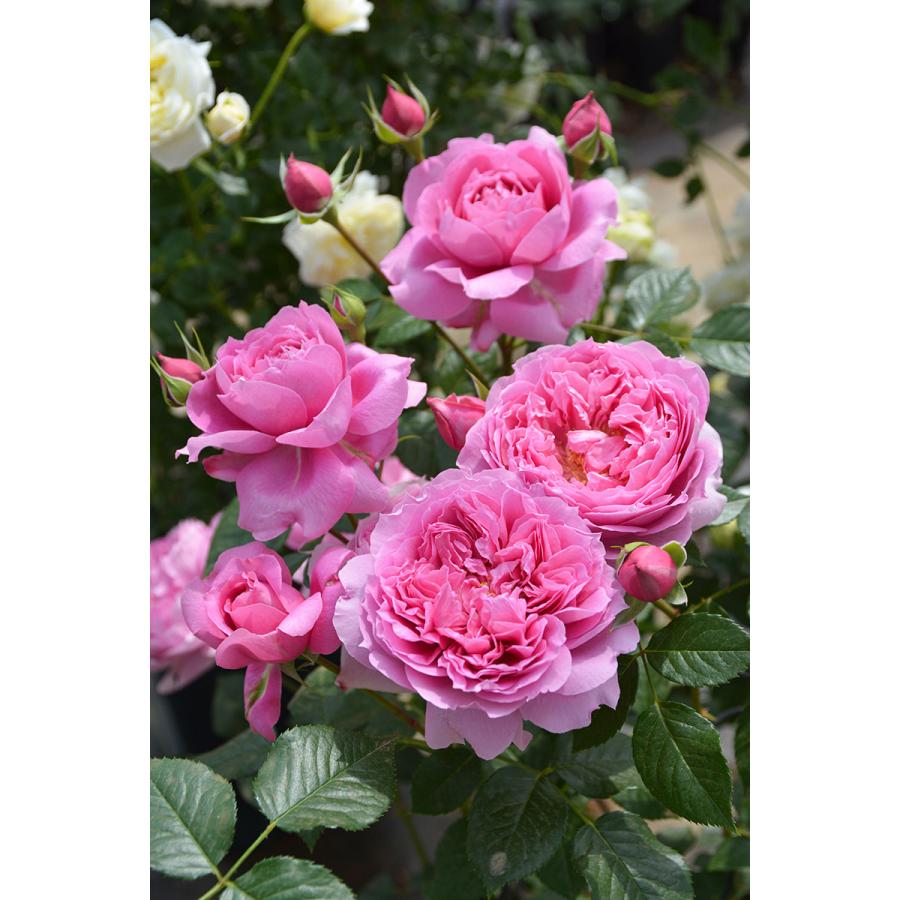 バラ苗 プリマヴィスタ (大苗) フロリバンダ 四季咲き 中輪 ピンク系