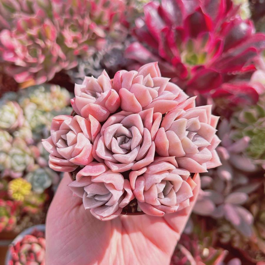 多肉植物 ラブリーローズx白牡丹 7頭 るる農園 : るる農園 - 通販