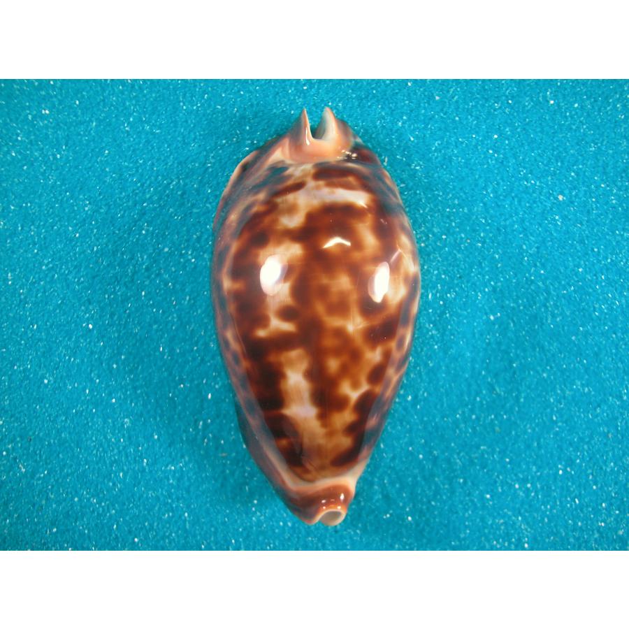 ⑦-1貝標本クロガネダカラ ⑦-1貝標本クロガネダカラ クロガネダカラ