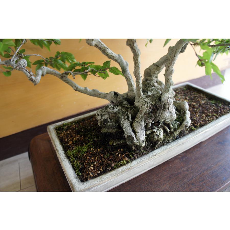 盆栽 『ブナ』 和風 インテリア 苔 紅葉 園芸 ガーデニング オブジェ
