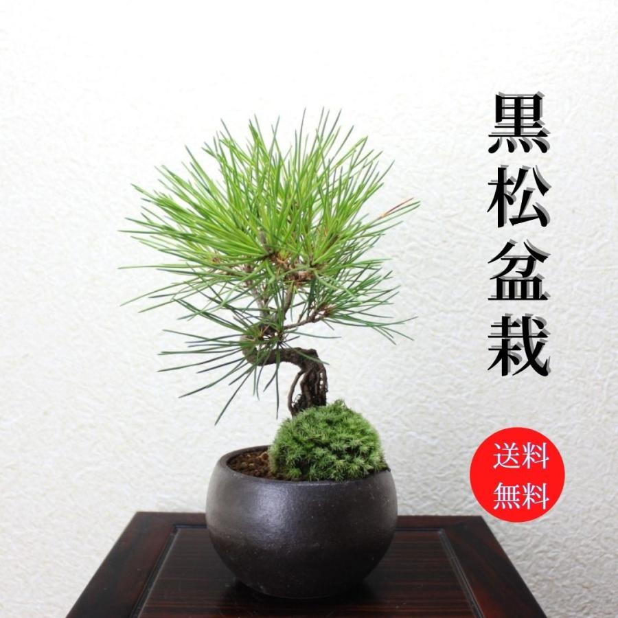 黒松 小品盆栽 送料無料 bonsai : 盆栽ショップ わびさび Yahoo!店