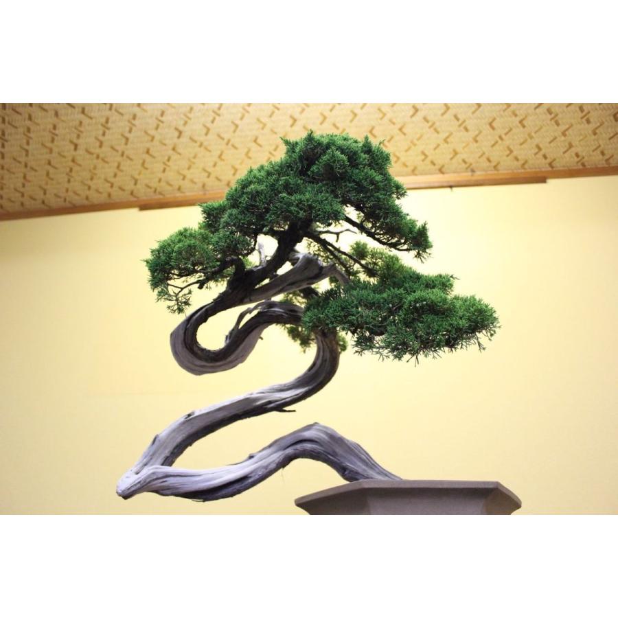糸魚川真柏 : 盆栽ショップ わびさび Yahoo!店 - 通販 - Yahoo