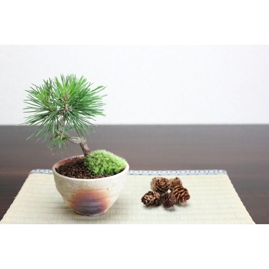 お買得 極上素材 黒松 盆栽 四日市萬古焼鉢 くろまつ 小品 松柏盆栽