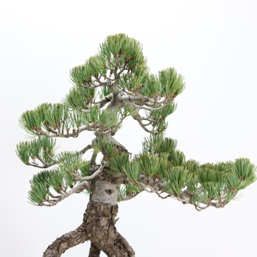 根上りの五葉松盆栽 送料無料 樹齢数百年のような趣を感じさせる根上