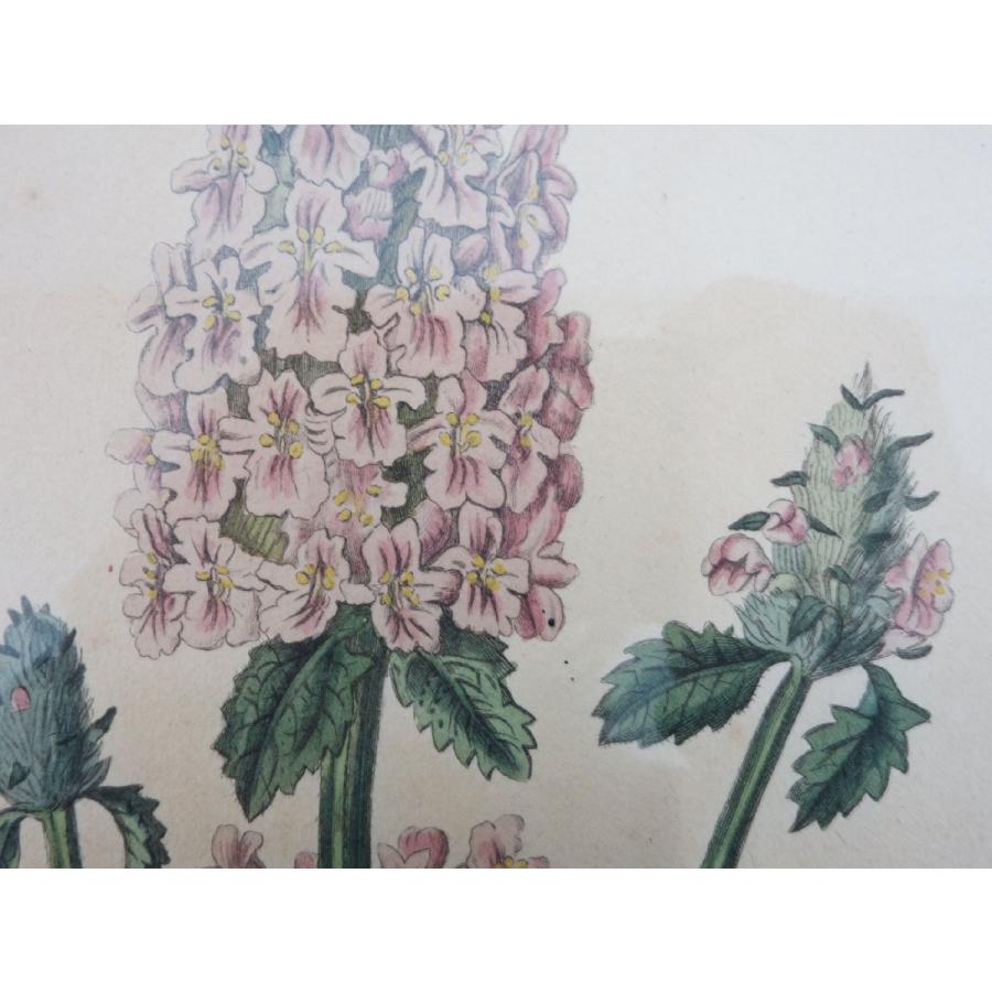 送料無料 ◇ 絵画 ボタニカルアート 銅版画 手彩色 2枚 カーチス