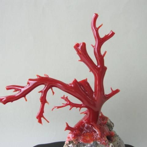高知沖産血赤珊瑚の 拝見・置き物・原木 /石付き/黒檀台/置物/飾り