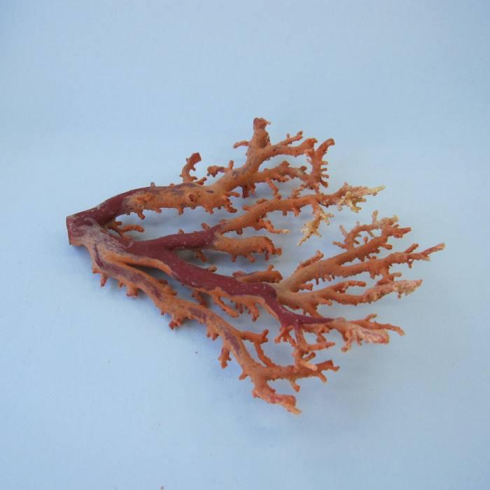 日本 高知産血赤珊瑚 原木 拝見 置物 素材 枝 パーツ 宝石サンゴ 珊瑚