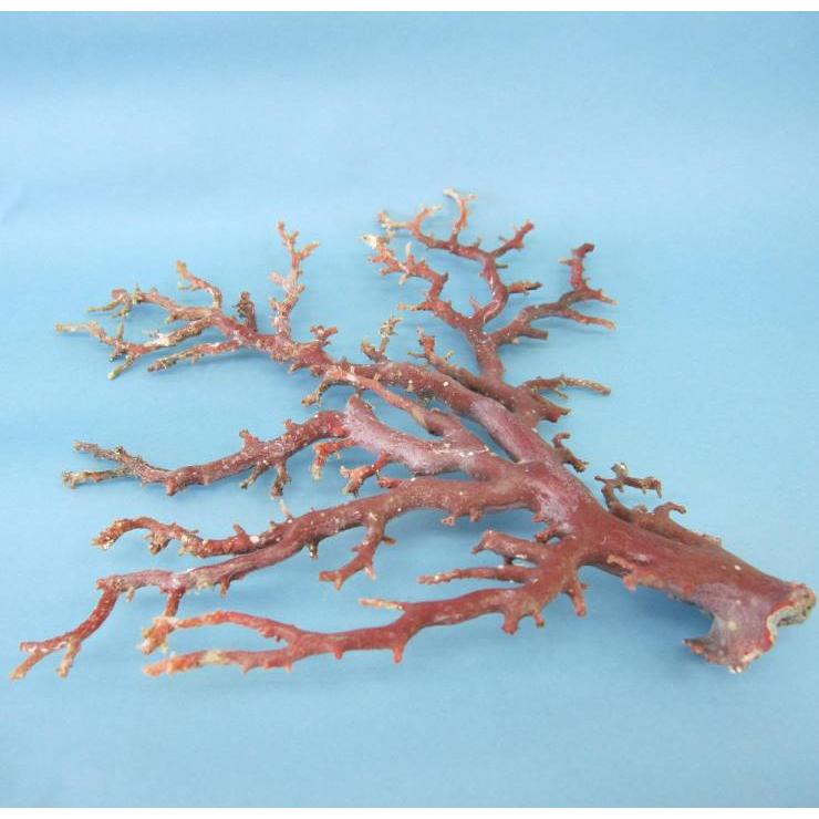 日本 高知産血赤珊瑚 原木 拝見 置物 素材 枝 パーツ 宝石サンゴ 珊瑚