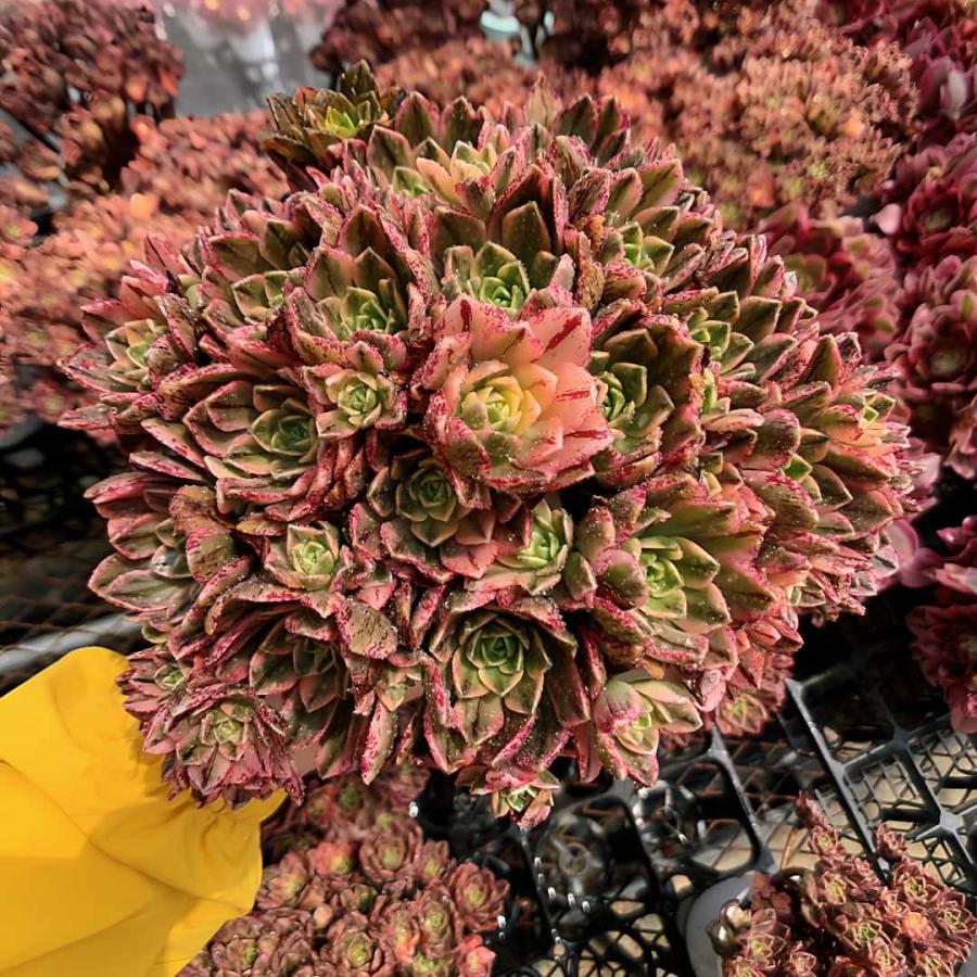 農園直売 多肉植物 寄せ植え アエオニウム属 ハルナ（群）特特大 約30