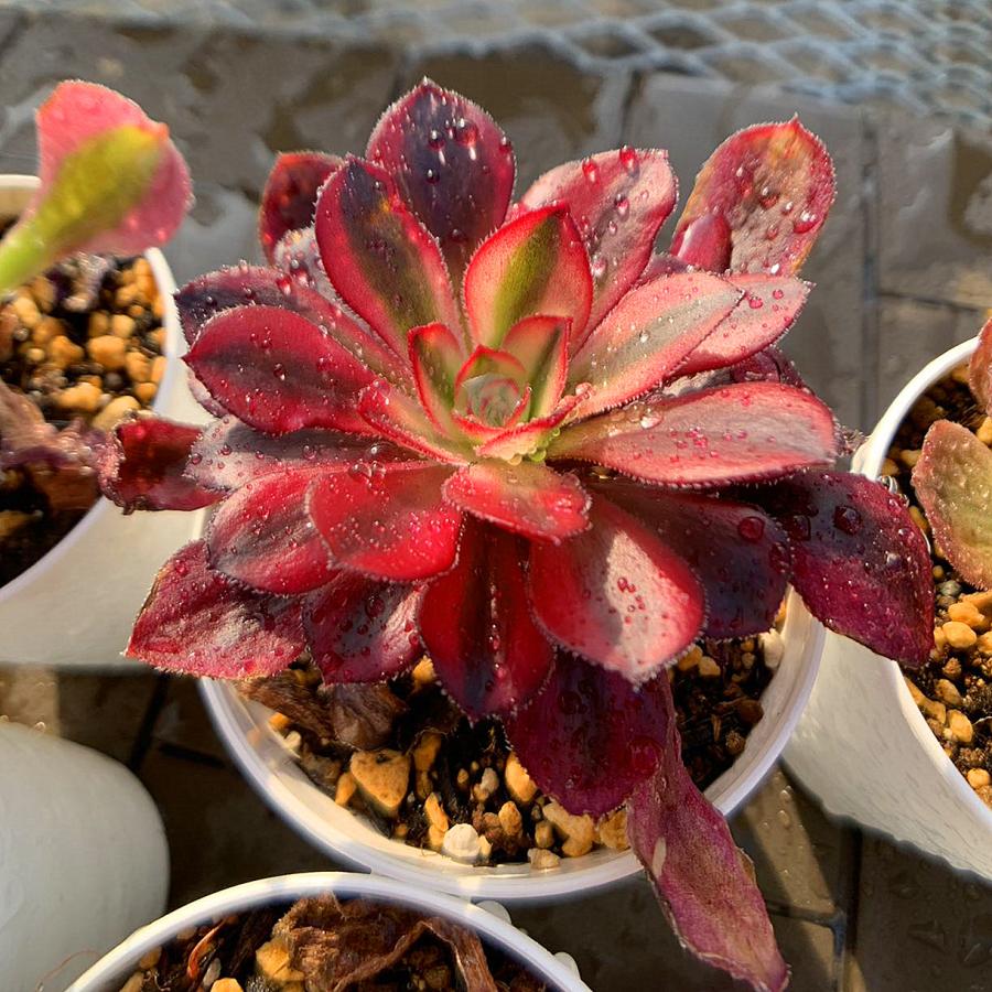 農園直売 多肉植物 寄せ植え アエオニウム属 季節4点 おまかせ