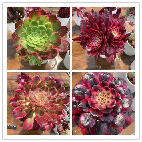 期間限定増量 農園直売 送料無料 多肉植物 アエオニウム属、1点選べる