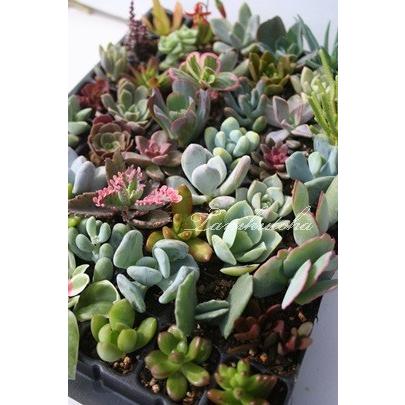 Sサイズ40種類名前付き苗セット 多肉植物根付苗セット 多肉植物根付苗