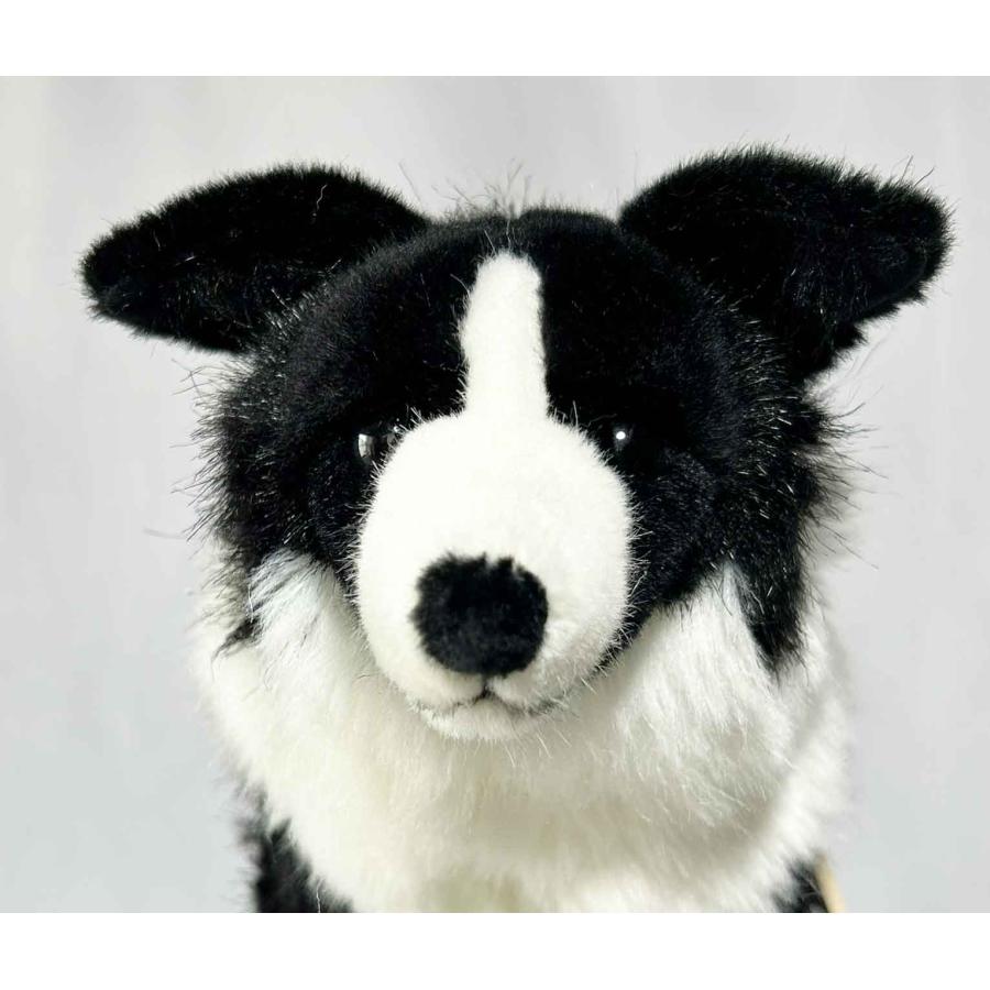 ケーセン ボーダーコリー KOSEN Koesen Border Collie dog 犬の