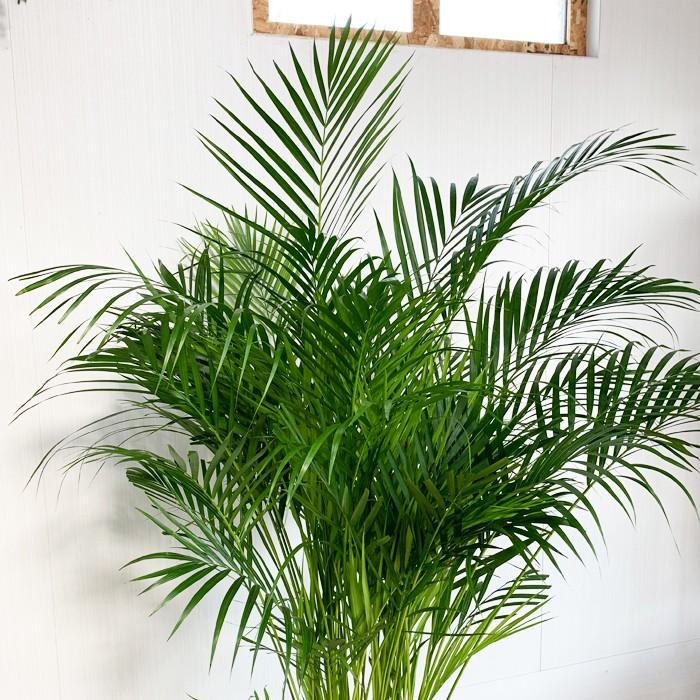アレカヤシ ヤシの木 10号 法人・お店宛送料無料 観葉植物 10号鉢 大鉢