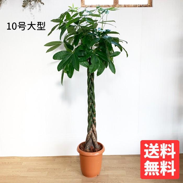 パキラ 10号 法人・お店宛送料無料 観葉植物 10号鉢 大鉢 大型 大きい