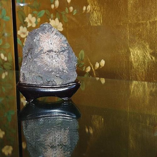 theory xyz 菊花石 岐阜県根尾産 純国産 サバ菊 ミニ : theory xyz