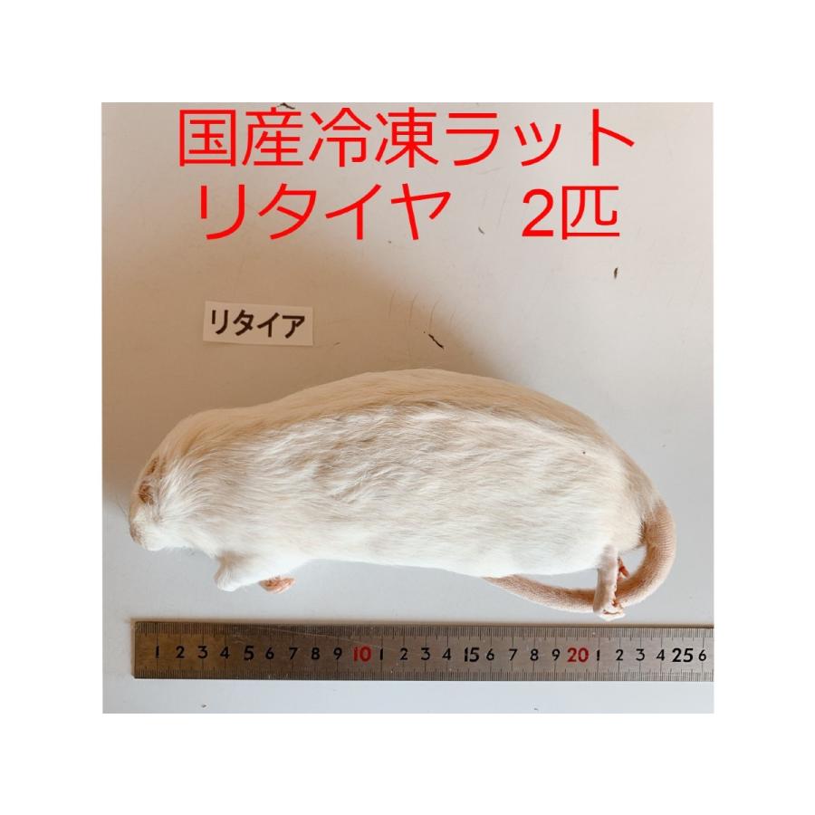 国産 冷凍ラット 4L 2匹 高品質 冷凍餌 : ショップザ・パーン - 通販