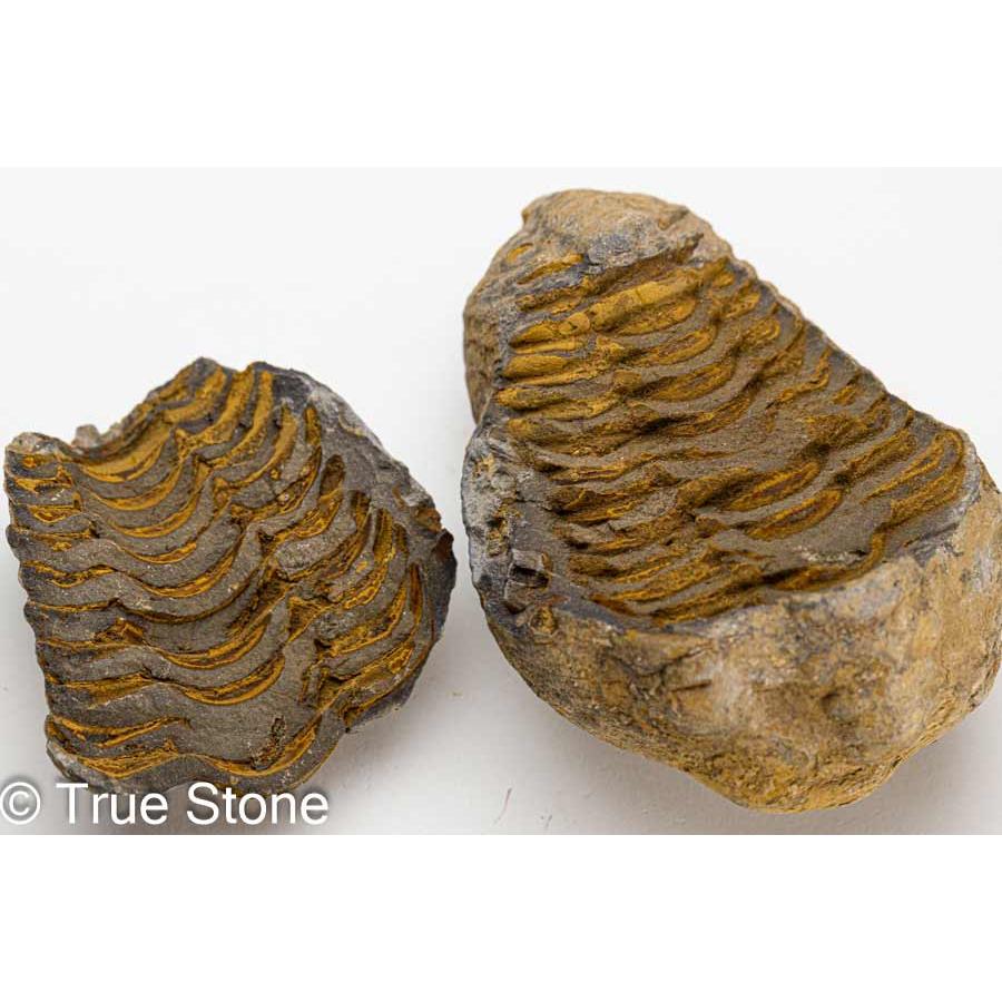 三葉虫 フレキシカリメネ ノジュール ポジ ネガ 116g 化石 モロッコ