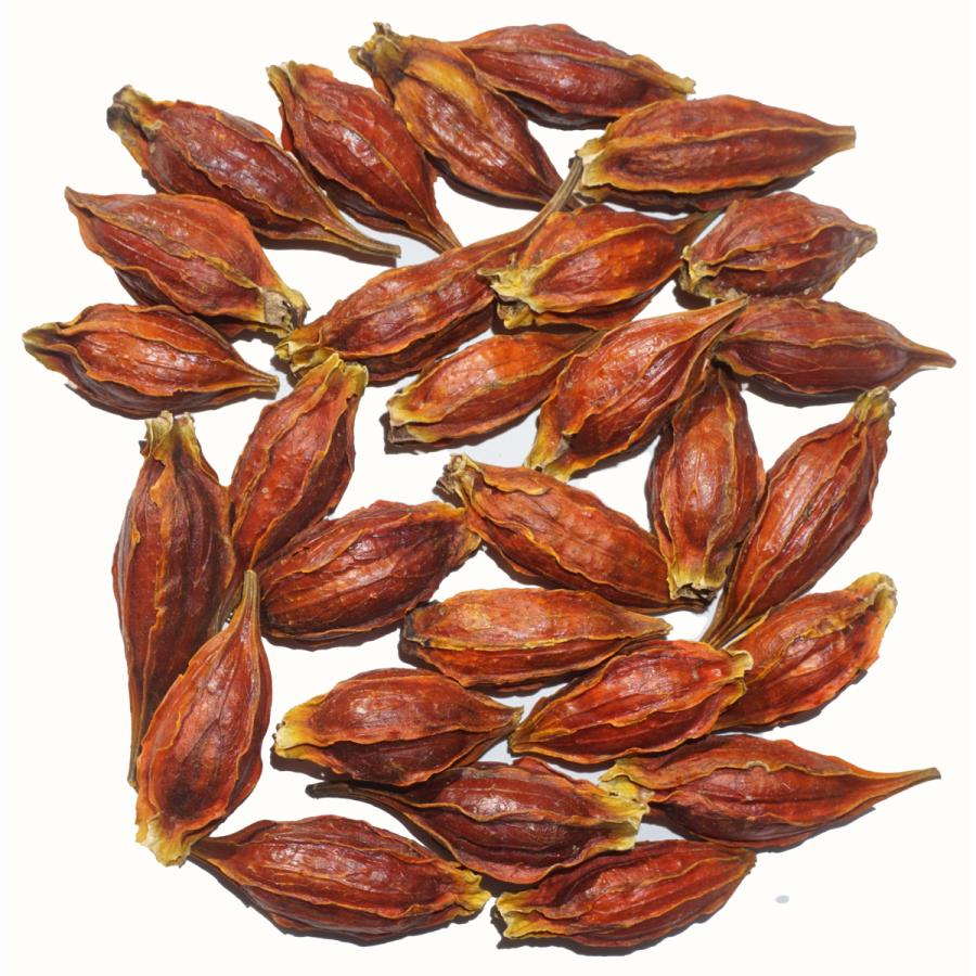 クチナシ 原形 50g くちなし 梔子 巵子 支子 センプク せんぷく 山梔子