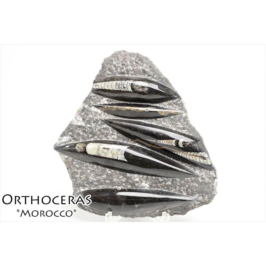 オルソセラス 直角貝 化石 プレート（約1061.5g）スタンド付き