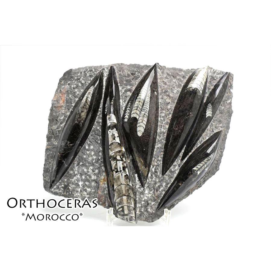 オルソセラス 直角貝 化石 プレート（約1755g）スタンド付き モロッコ