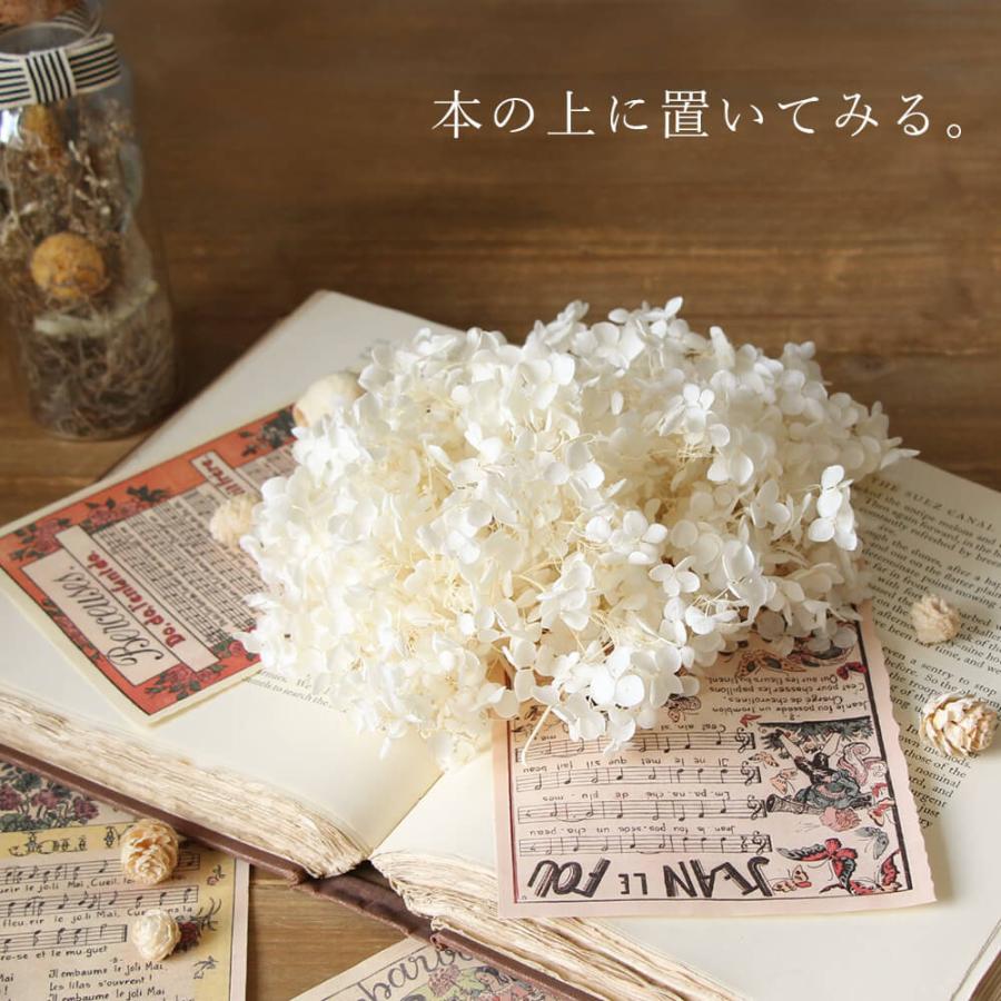 P10倍中 3/2 9:59まで】 プリザーブドフラワー 花材 即日出荷 アナベル