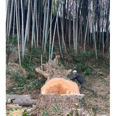 ふるさと納税 日の出町 イチョウ(銀杏)のまな板(中) : さとふる - 通販