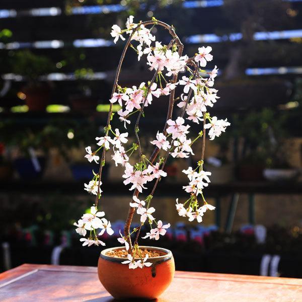 桜盆栽：しだれ富士桜（信楽焼橙鉢） *<2026年春開花予定＞しだれ桜