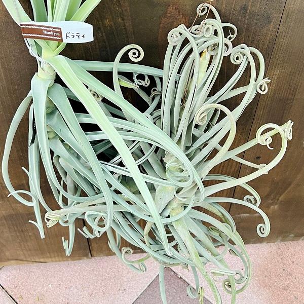 観葉植物：チランジア エアープランツ ドラティ 現品*ドゥラティ エア