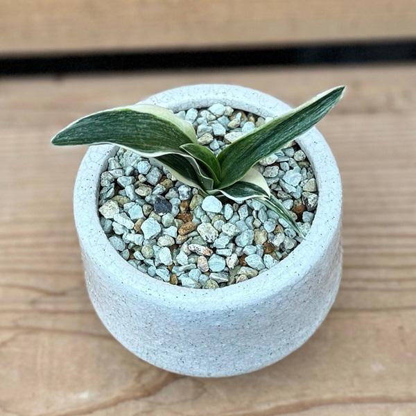 古典園芸植物：万年青 鉢植え*受皿付 オモト おもと 観葉植物 まつほS