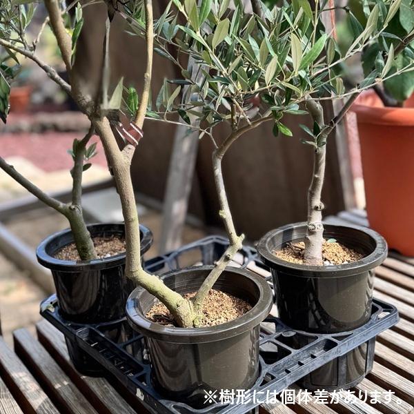 観葉植物 オリーブ SOUJU 175cm 10号 現品！オリーブ SOUJU 盆栽 No.1