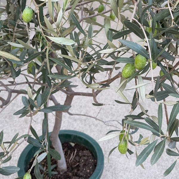 シンボルツリー 観葉植物：オリーブの木 ジャンボカラマタ*2番 10号