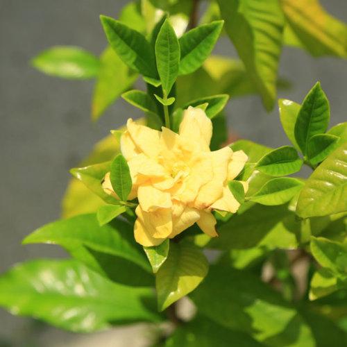 庭木苗：くちなし*（梔子）クチナシ ゴールドメダル 黄花クチナシ 黄花