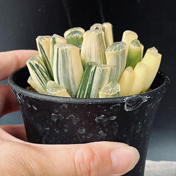 多肉植物：ハオルチア 鮮明黄色斑 万象錦*幅7.5cm 現品 一品限り