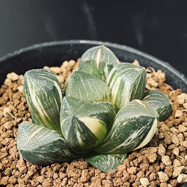 多肉植物：ハオルチア 鮮明黄色斑 コレクタ錦*幅6cm 現品 一品限り