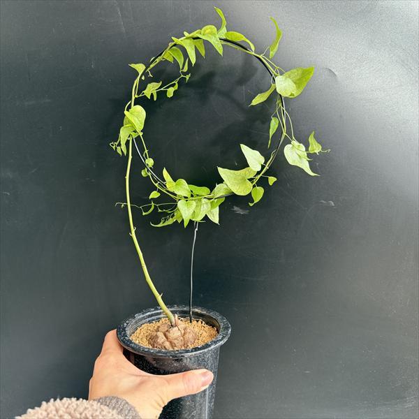 ☆特価☆コーデックス：アフリカ亀甲竜*塊根幅5cm 現品！一品限り