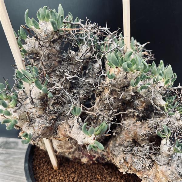 コーデックス：チレコドン レティキュラーツス 万物想*幅23cm 現品