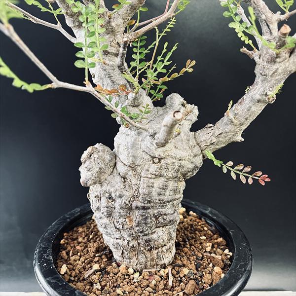 コーデックス：オペルクリカリア パキプス 発根済*葉幅58cm 現品