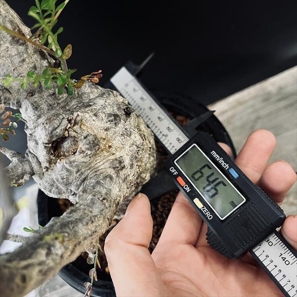 コーデックス：オペルクリカリア パキプス 発根済*葉幅58cm 現品