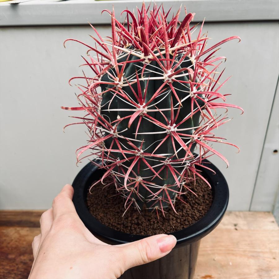 サボテン：フェロカクタス 神仙玉*幅10cm 現品！一品限り : 遊恵盆栽