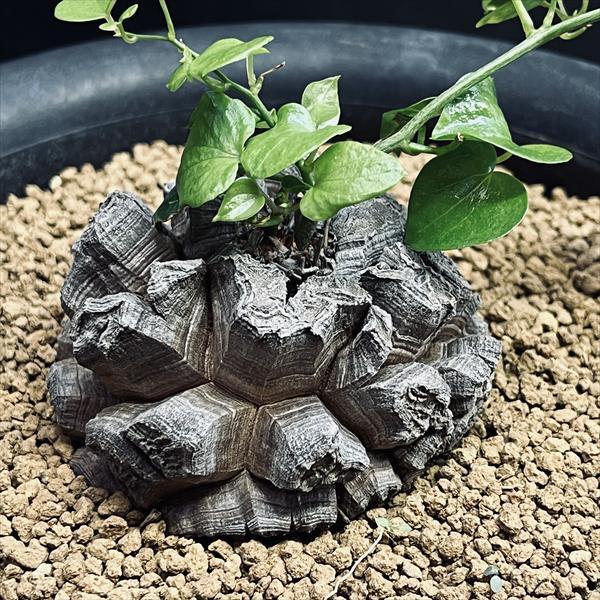 コーデックス：アフリカ亀甲竜*塊根幅7.5cm 現品！一品限り : 遊恵