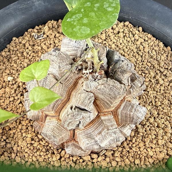 コーデックス：アフリカ亀甲竜*塊根幅7.5cm 現品！一品限り : 遊恵