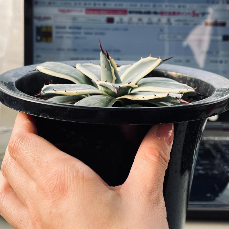 多肉植物：アガベ メリコ錦 クリームスパイク*幅14cm 現品！一品限り