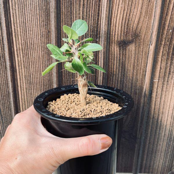 コーデックス：フォークイエリア フォルモサ 実生*葉幅7cm : 遊恵盆栽